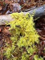 Hylocomium splendens