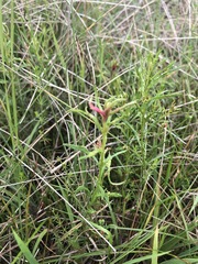 Haloragis heterophylla