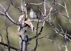 Baeolophus ridgwayi