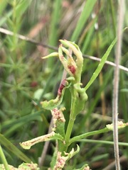 Haloragis heterophylla