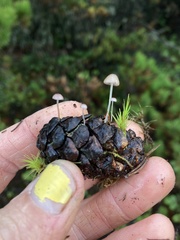 Mycena purpureofusca