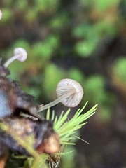 Mycena purpureofusca