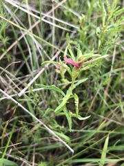 Haloragis heterophylla