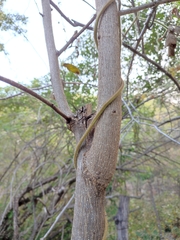 Pterocarpus acapulcensis