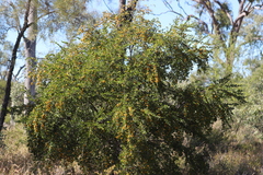 Petalostigma banksii