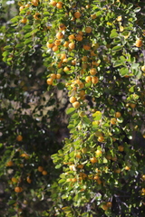 Petalostigma banksii