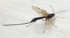 Rhyssella nitida