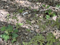 Rubus crataegifolius