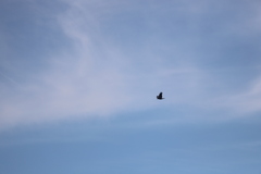 Corvus brachyrhynchos