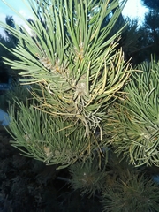 Pinus