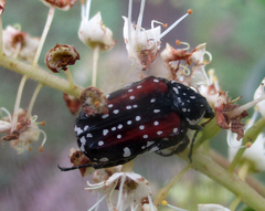 Elaphinis latecostata