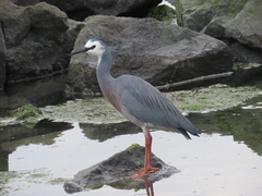 Egretta novaehollandiae novaehollandiae
