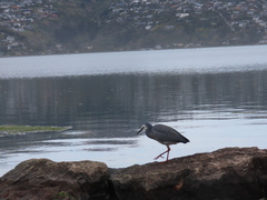 Egretta novaehollandiae novaehollandiae