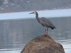 Egretta novaehollandiae novaehollandiae
