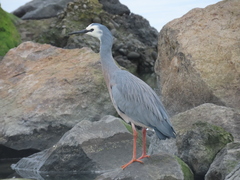 Egretta novaehollandiae novaehollandiae