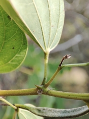 Bauhinia divaricata