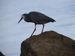 Egretta novaehollandiae novaehollandiae