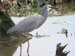 Egretta novaehollandiae novaehollandiae