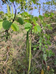 Bauhinia divaricata