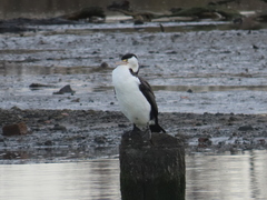 Phalacrocorax varius varius