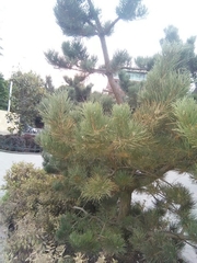Pinus