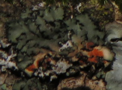 Phaeophyscia rubropulchra