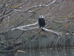 Microcarbo melanoleucos brevirostris
