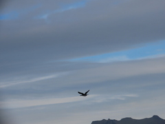 Microcarbo melanoleucos brevirostris