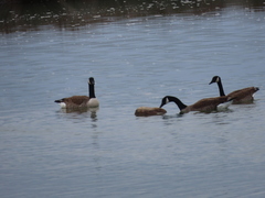 Branta canadensis maxima
