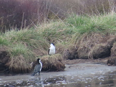 Phalacrocorax varius varius