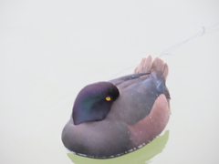 Aythya novaeseelandiae