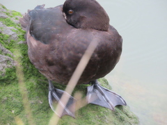 Aythya novaeseelandiae