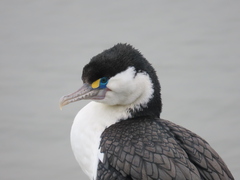 Phalacrocorax varius varius