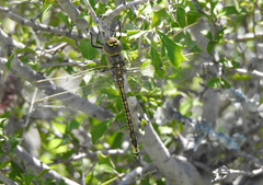 Anax papuensis
