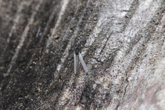 Orthocladiinae