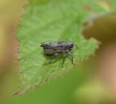 Danepteryx