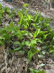 Convallaria