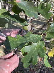 Quercus margaretiae