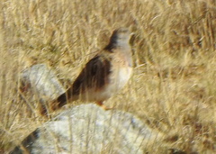 Thinocorus orbignyianus