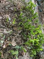 Convallaria