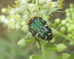 Leucocelis