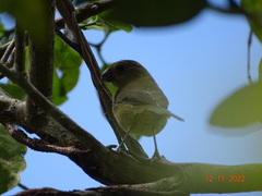 Sporophila corvina