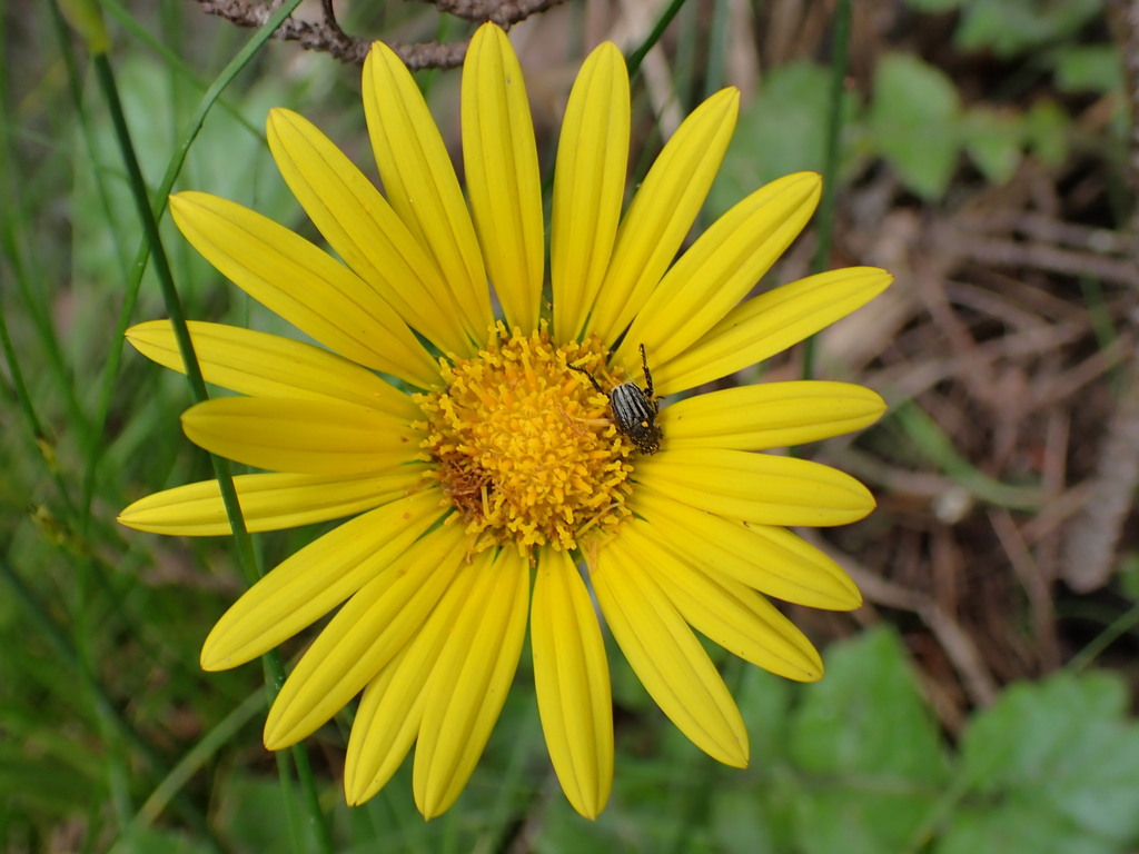 Prostrate Capeweed from Witfontein Reserve, George, GRDM, W Cape on ...