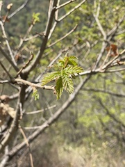 Quercus mongolica
