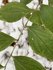 Lithospermum latifolium