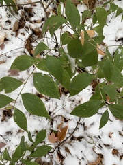 Lithospermum latifolium