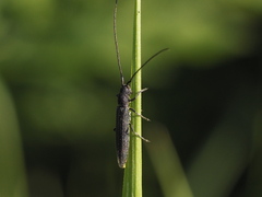 Theophilea subcylindricollis