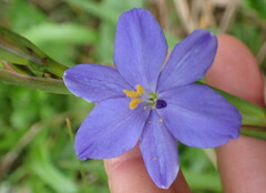 Aristea ensifolia