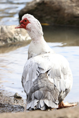 Cairina moschata domestica