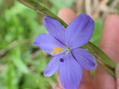 Aristea ensifolia